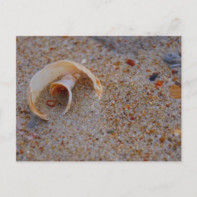 Beach Shell Postcard (Front)