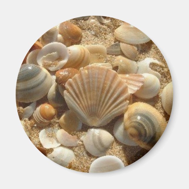 Beach Shells Magnet (Front)