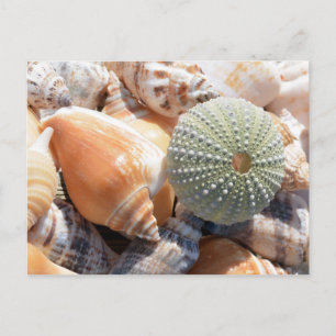 Beach Souvenirs Postcard