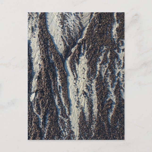 beach textures with seaweed postcard (Front)