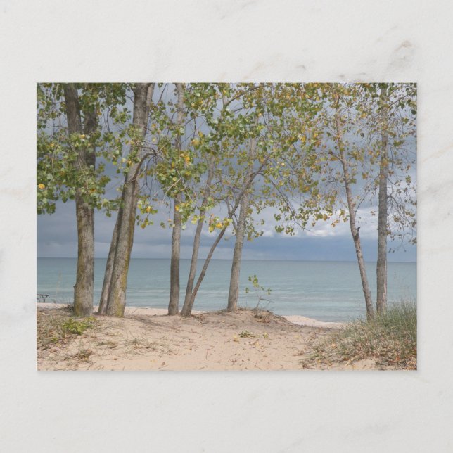 Beach trees postcard (Front)