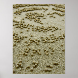 Beach Visions Print