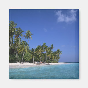 Beach with palm trees, Maldives Magnet