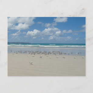 Beach with Seagulls Postcard