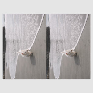 Beachcombing Westie Photo Tissue Paper