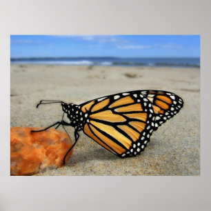 Beached Butterfly  by TDGallery Poster