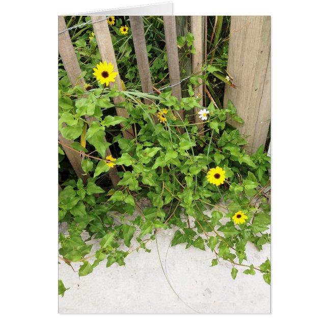 Beachside Dune Flowers and Fence (Front)