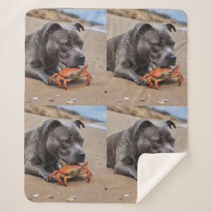 "Beachside Pals: A Staffy and Its Crab Companion" Sherpa Blanket