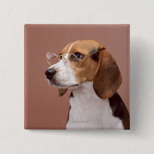 Beagle 15 Cm Square Badge
