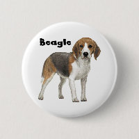 Beagle