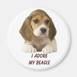 Beagle Adore Magnet