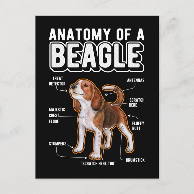 Beagle Anatomy Funny Dog Postcard (Front)