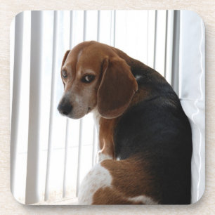 beagle attitude coaster