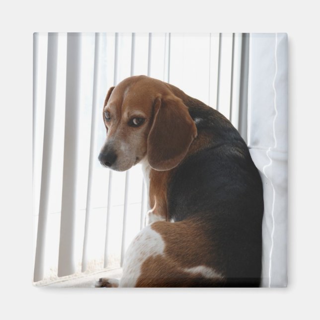 beagle attitude magnet (Front)
