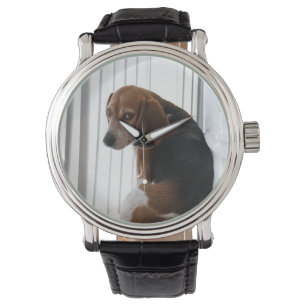 beagle attitude watch