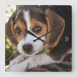 Beagle Baby Dog Square Wall Clock
