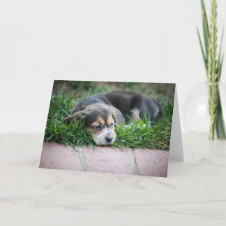 Beagle Baby on Grass Card