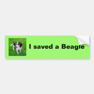 Beagle Bumper Sticker