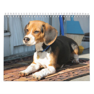 Beagle Calander Calendar