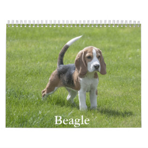Beagle Calendar