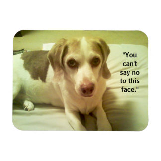 Beagle "Can't Say No to This Face" 3x4 Magnet