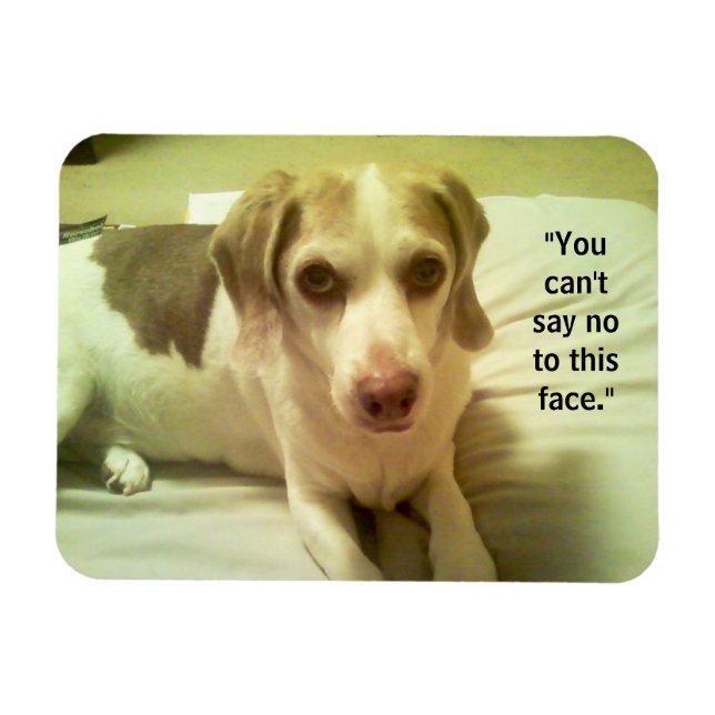 Beagle "Can't Say No to This Face" 3x4 Magnet (Horizontal)