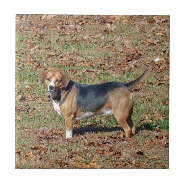 Beagle Ceramic Tile (Front)