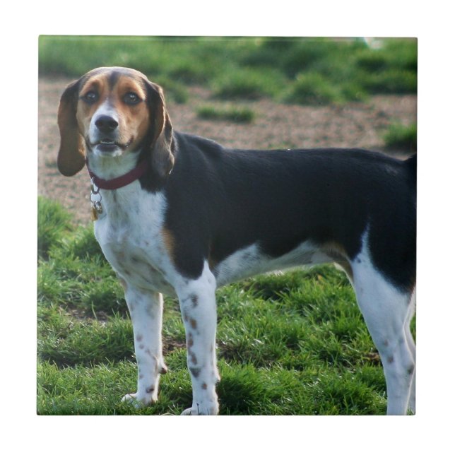 Beagle Ceramic Tile (Front)