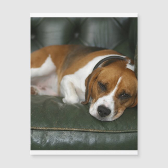beagle chilling.png (Front)