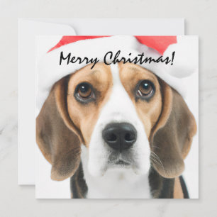Beagle Christmas Card