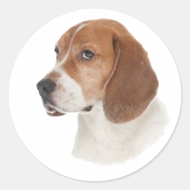Beagle Classic Round Sticker (Front)