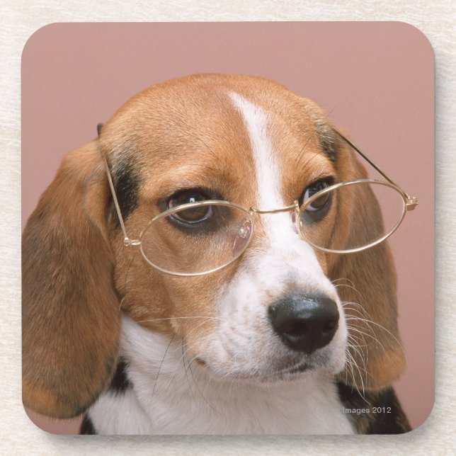 Beagle Coaster (Front)