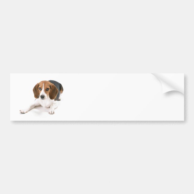 Beagle Dog Bumper Sticker (Front)