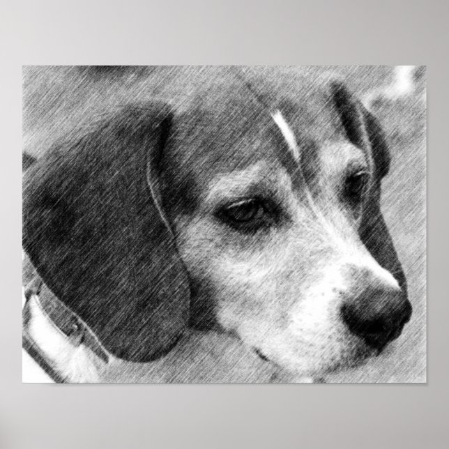 Beagle Dog Face Pencil Art #2 Poster (Front)
