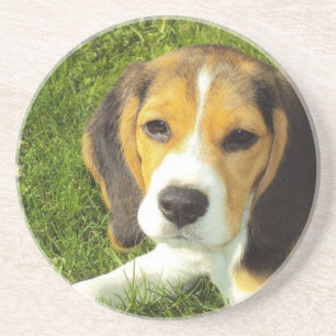 Beagle Dog Pet Animals Peace Love Coaster