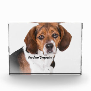 Beagle Dog Photo Block