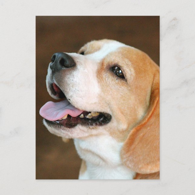 Beagle Dog Postcard (Front)
