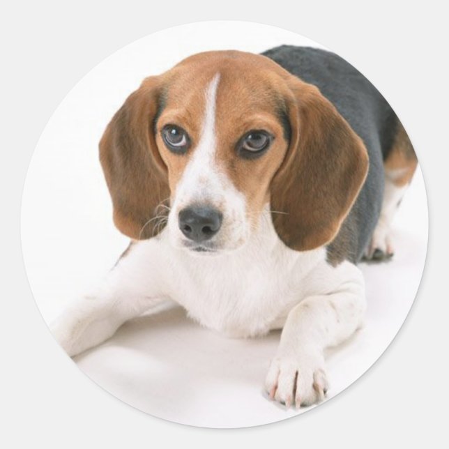 Beagle Dog Stickers (Front)