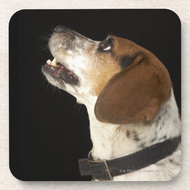 Beagle dog with black collar profile coaster (Front)