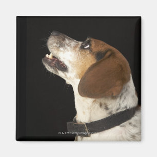Beagle dog with black collar profile magnet