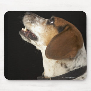 Beagle dog with black collar profile mouse pad
