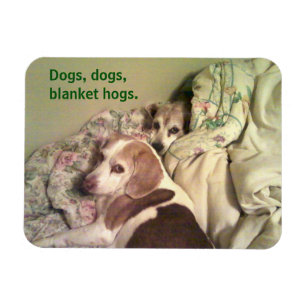 Beagle "Dogs, Dogs, Blanket Hogs" 3x4 Magnet