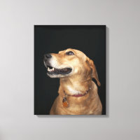 Beagle Golden Lab Mix looking to the side