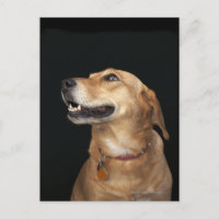Beagle Golden Lab Mix looking to the side