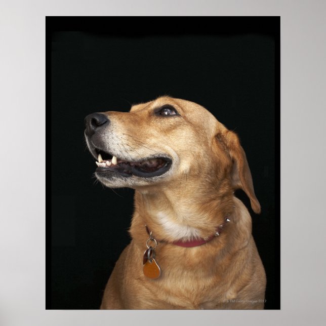 Beagle Golden Lab Mix looking to the side Poster (Front)