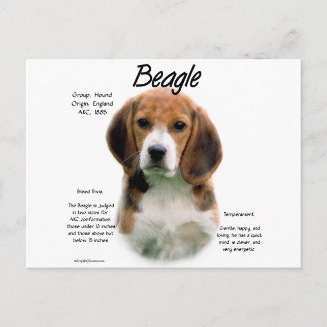 Beagle History; All About Beagles Postcard (Front)