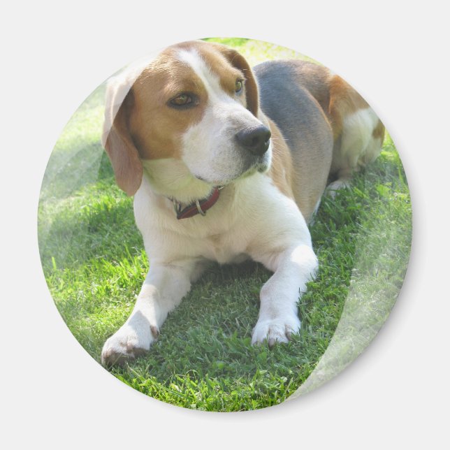 Beagle Hound Dog Round Magnet (Front)