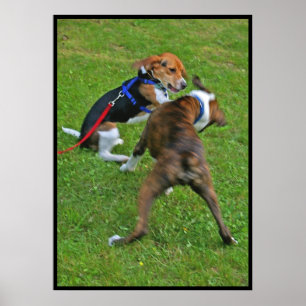 Beagle  Knocks Out Competition... Poster