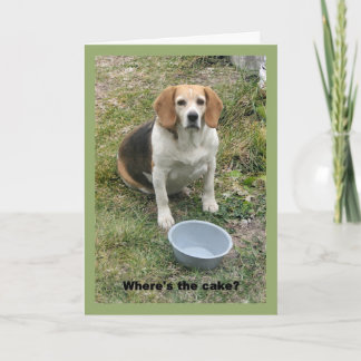 Beagle looking up from her food bowl. card