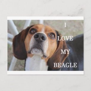 beagle love w pic black red white postcard